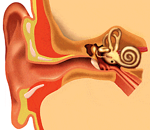 Le cérumen un atout pour nos oreilles - Meilleur Audio